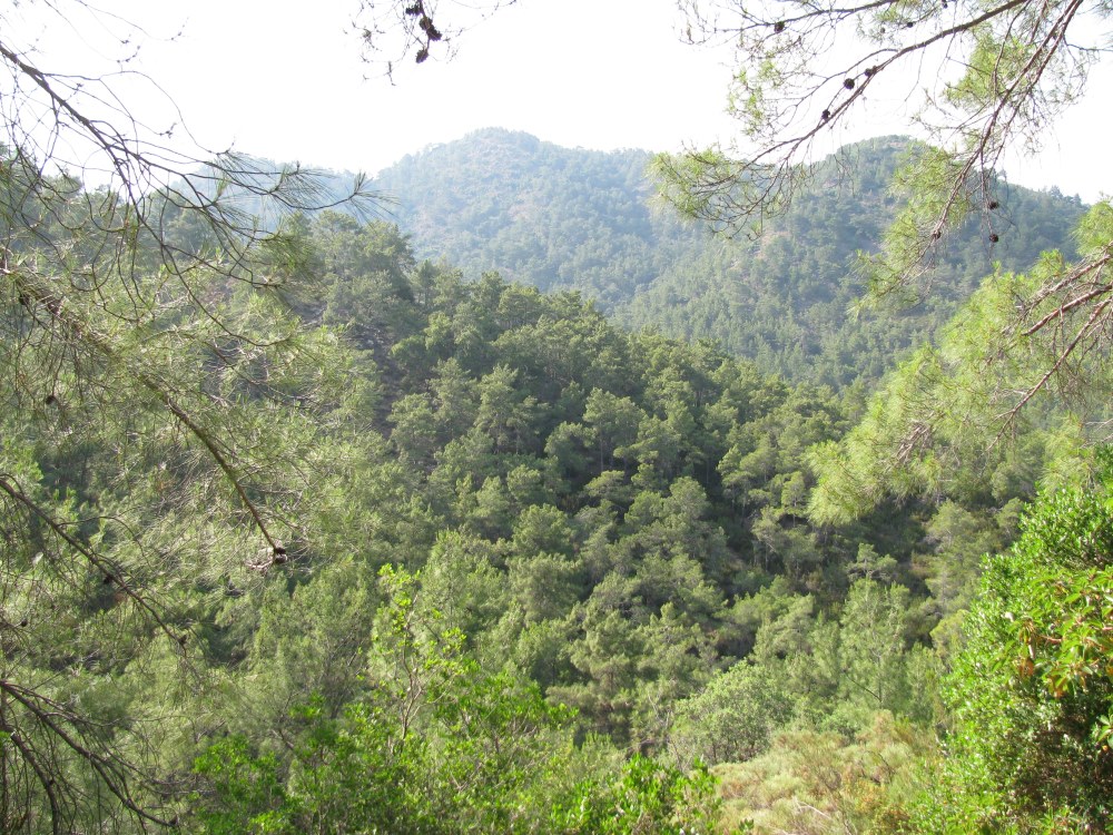 Ликийская тропа горы покрытые сосновыми деревьями
